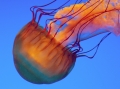 20090621_georgia-aquarium_0156