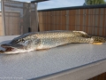 090509_hecht_3
