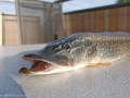 090509_hecht_4