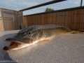 090509_hecht_6