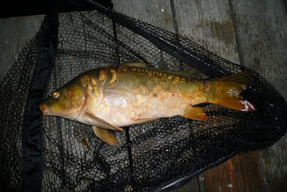 20100705_karpfen_58cm