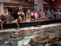20090621_georgia-aquarium_0021