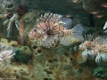 20090621_georgia-aquarium_0024