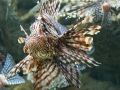 20090621_georgia-aquarium_0027