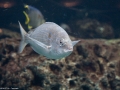 20090621_georgia-aquarium_0030