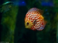20090621_georgia-aquarium_0046