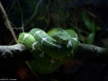 20090621_georgia-aquarium_0052