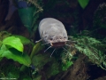 20090621_georgia-aquarium_0058