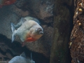 20090621_georgia-aquarium_0063