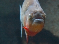 20090621_georgia-aquarium_0064