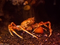 20090621_georgia-aquarium_0072