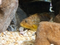 20090621_georgia-aquarium_0074