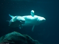 20090621_georgia-aquarium_0101