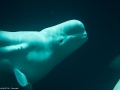 20090621_georgia-aquarium_0102