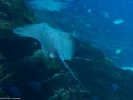 20090621_georgia-aquarium_0105