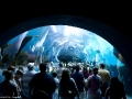 20090621_georgia-aquarium_0120