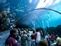 20090621_georgia-aquarium_0123