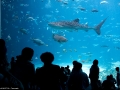 20090621_georgia-aquarium_0128