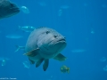 20090621_georgia-aquarium_0130