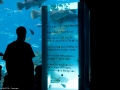 20090621_georgia-aquarium_0133