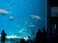20090621_georgia-aquarium_0136