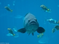 20090621_georgia-aquarium_0137