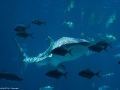 20090621_georgia-aquarium_0142