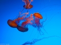 20090621_georgia-aquarium_0157