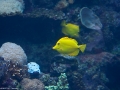 20090621_georgia-aquarium_0167